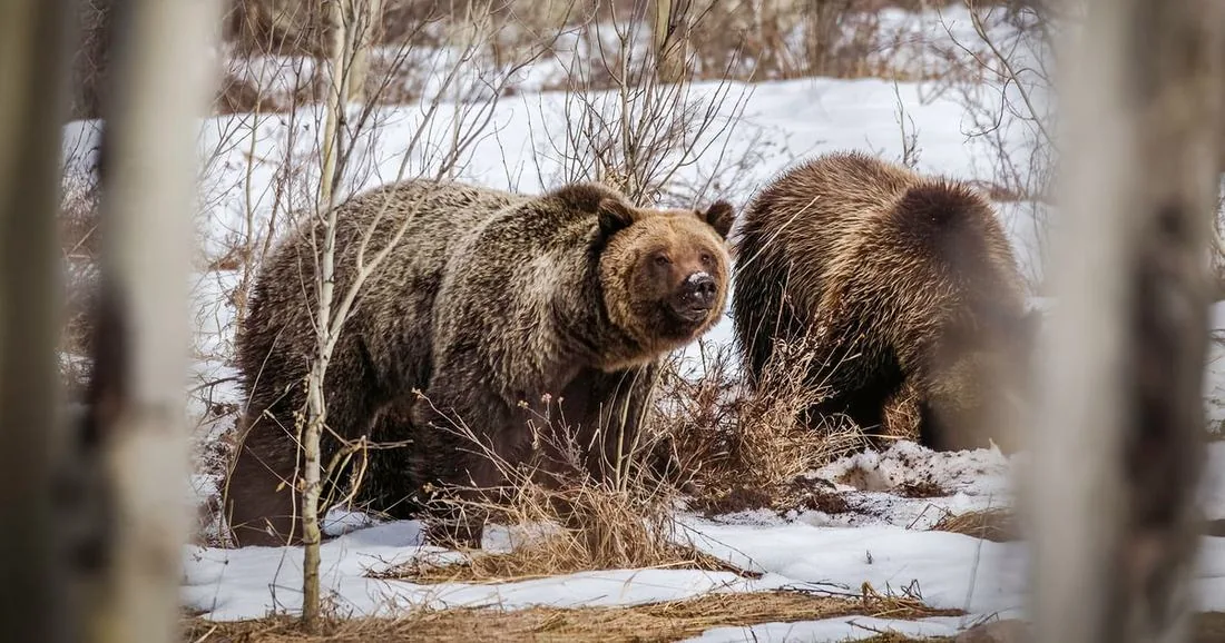 Jackson: Grand Teton Sunrise Safari with Naturalist Guide