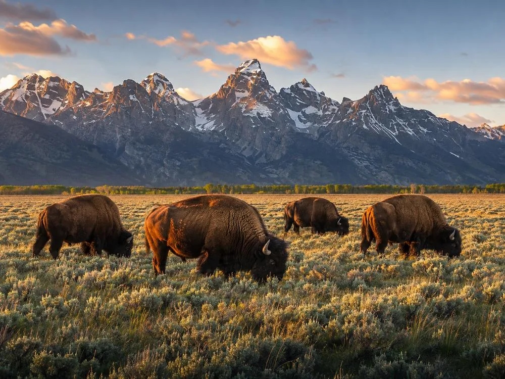 Bison grazing the flats below the Teton range