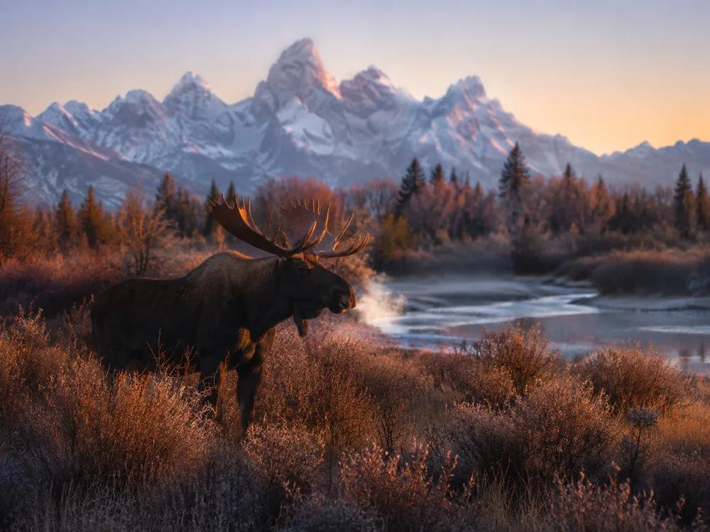 A moose in willows on the valley floor in Grand Teton National Park